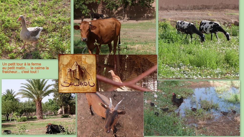 Sawadi Ecolodge Skoura Zewnętrze zdjęcie